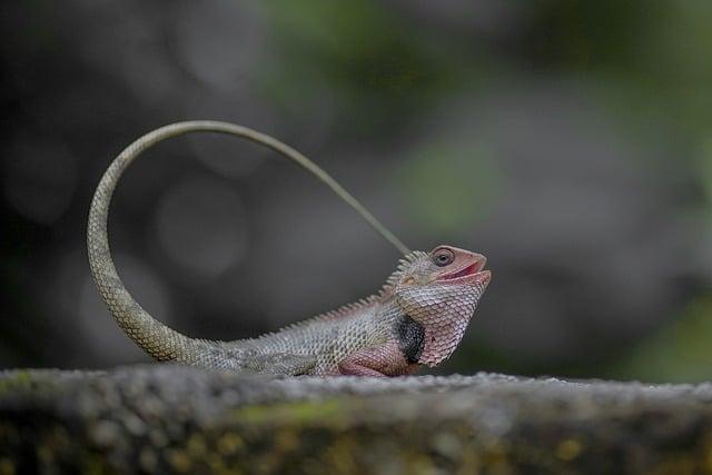 Šťastný konec⁢ pro malého chameleona